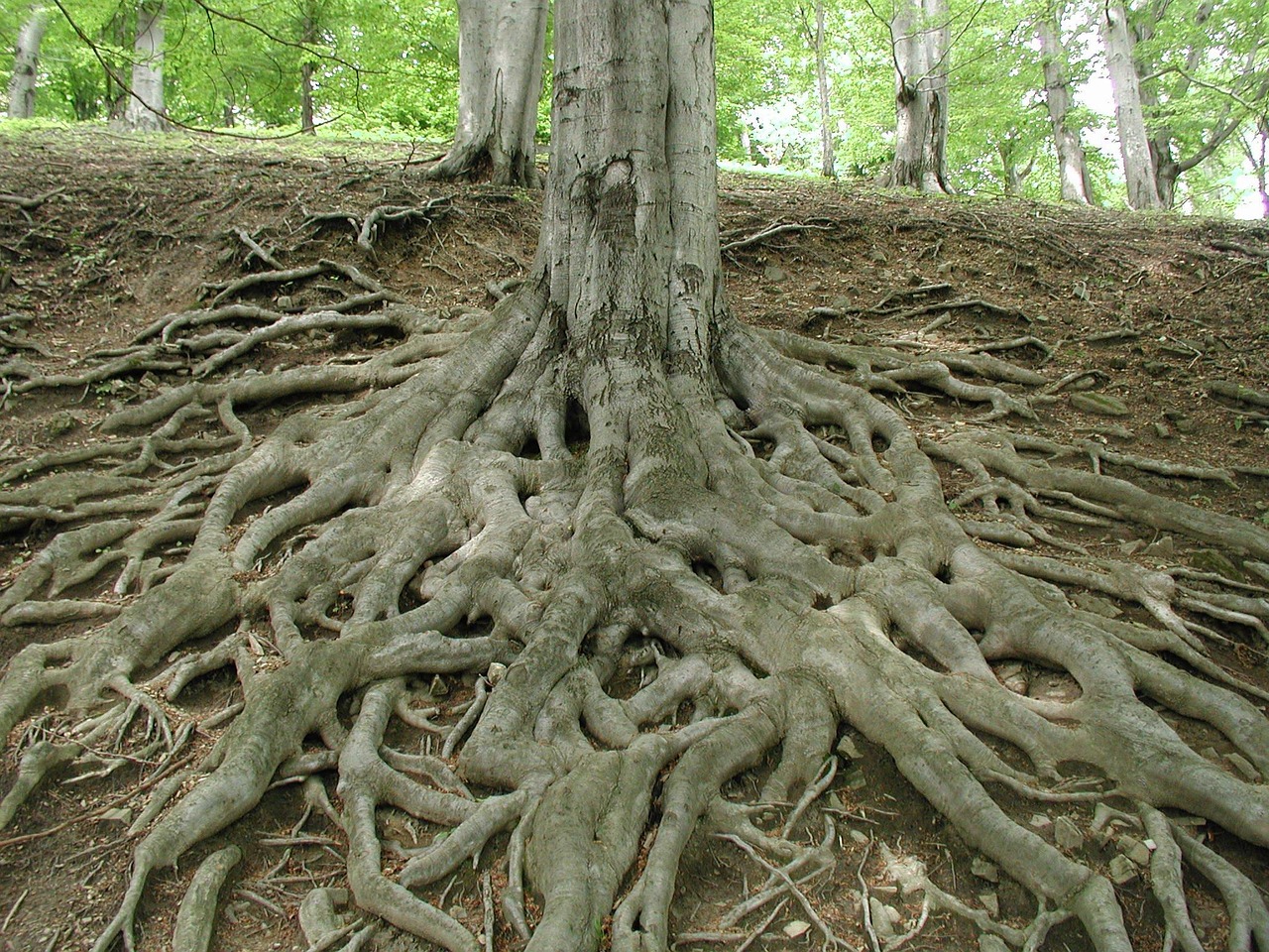 root-3569_1280
